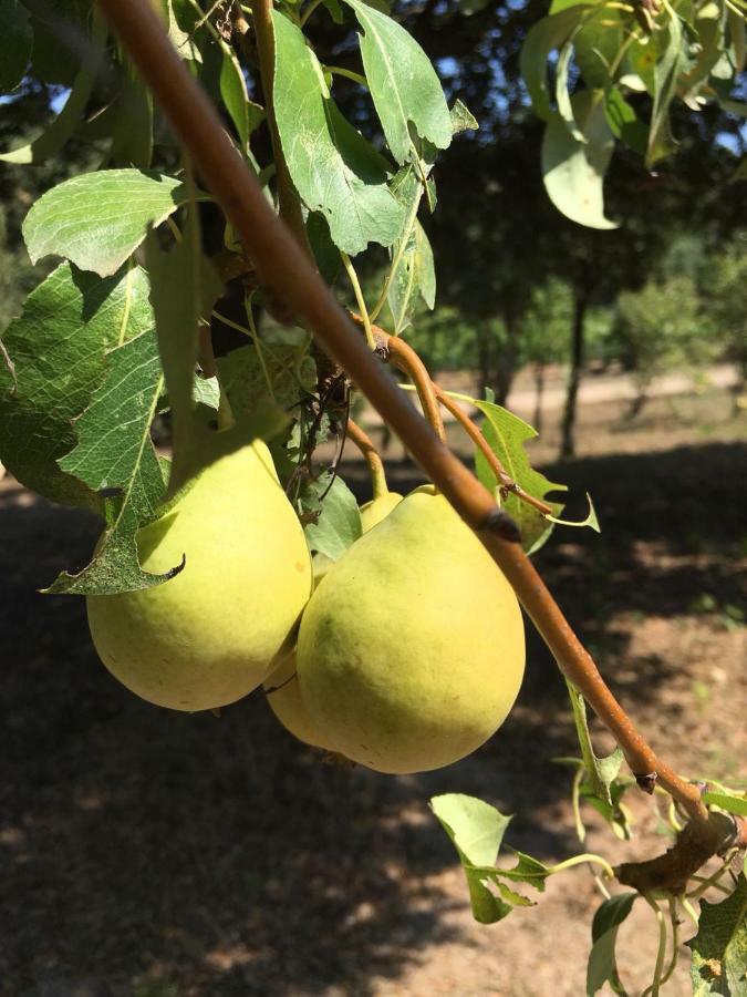 Agriturismo Su Pirastru 사 카스탄자 외부 사진